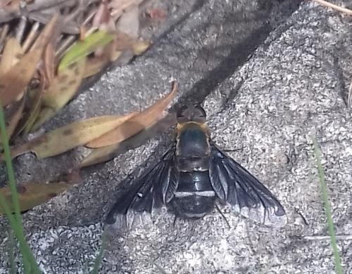 Hemipenthes velutina